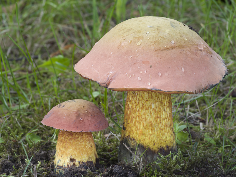 Boletus luridus var. rubriceps